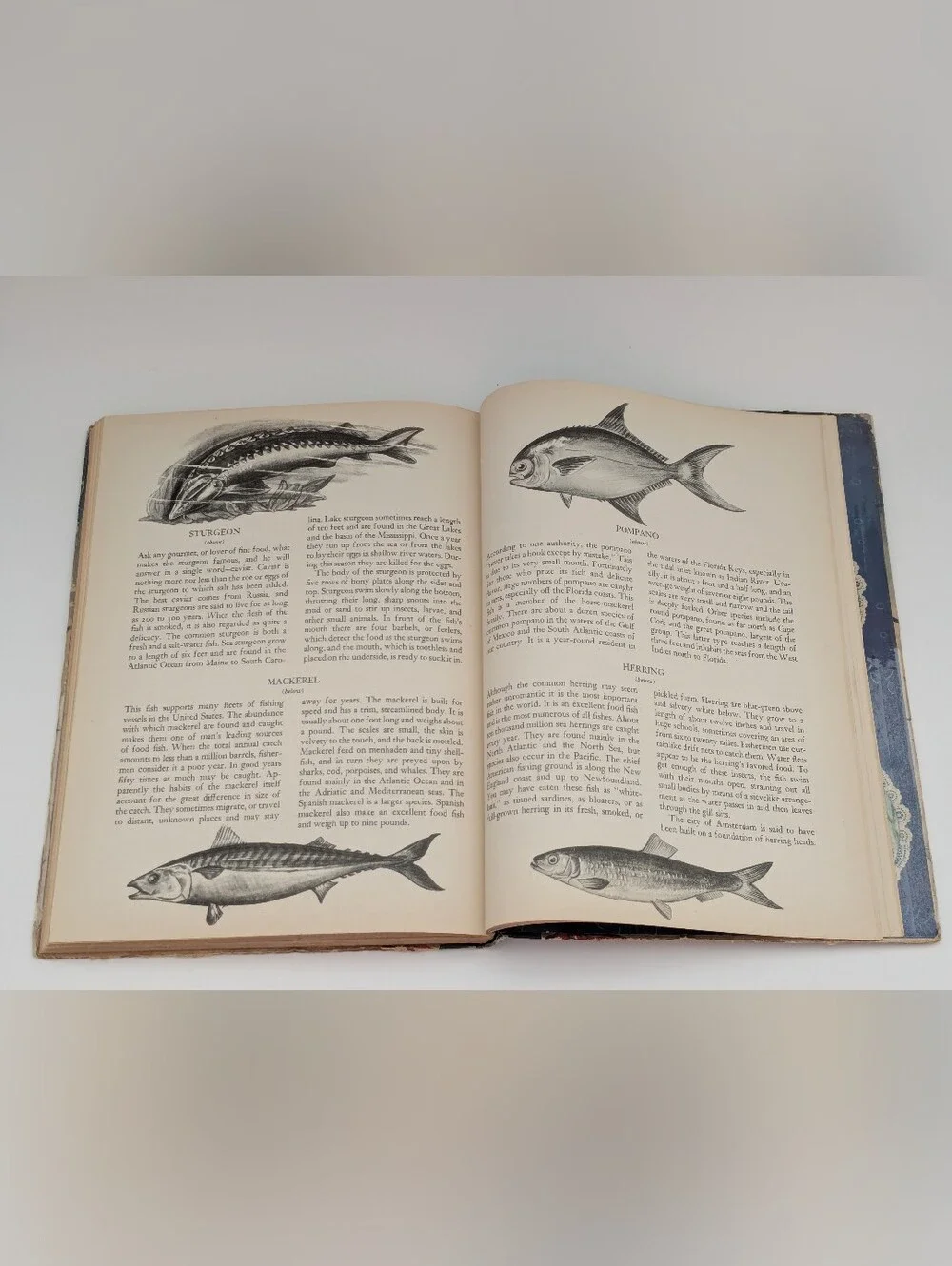 *Vintage* A Picture Book of Nature illustrated by Samuel Nisenson, 1943
